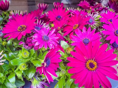 Pembe kasımpatı ile Macro fotoğrafı. Güzel pembe kasımpatılar ve sabah çiği damlaları. Bir demet parlak pembe kasımpatı çiçeğinin yakın plan fotoğrafı. Yüksek kalite fotoğraf