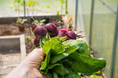 Çiftçiler çiftlikte taze turpu ellerinde tutuyorlar. Onu da bir serada büyütmüş. Kadın eli taze hasat topluyor. Sağlıklı organik gıda, sebze, tarım, yakın plan. kalite fotoğraf