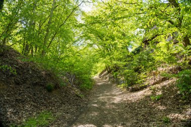 Bahar ormanındaki düz bir arazi değil, Zadni Treban. Çek Cumhuriyeti. Huzur, sükunet - doğanın sessizliğini bozmayın. Hayat yolu bazen düzgün değildir yüksek kaliteli fotoğraf.
