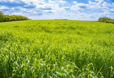 Manzara, güneşli bahar gününde mavi gökyüzü arka planında büyüyen genç buğday filizleriyle güzel yeşil tepe çayır manzarasını kapatır. Tarım ülkesi doğa manzarası manzarası