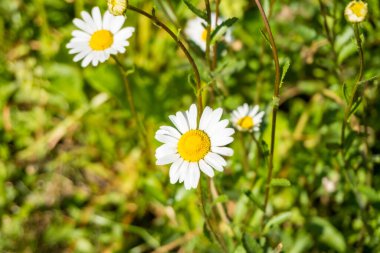 Çayırda yetişen papatya çiçekleri, yeşil çimlerin üzerinde beyaz papatyalar. Oxeye papatya, Leucanthemum vulgare, Papatya, Dox-eye, Common papatya, Dog papatya, Bahçe konsepti. Yüksek kalite fotoğraf