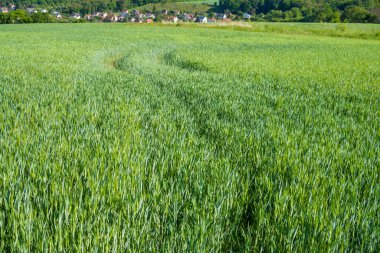 Ufka doğru uzanan yemyeşil buğday mahsullerini yakalayan nefes kesici bir sahne, yüksek, görkemli dağların arka planına kurulur. Revnice, Çek. Yüksek kalite fotoğraf