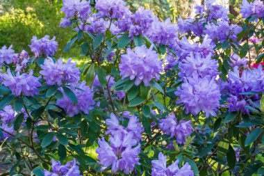 Bahar bahçesinde Rhododendron Ponticum çiçeğinin yapraklarının üzerindeki çiğ damlacıklarıyla çok güzel bir Rhododendron 'un yakın çekimi. Yüksek kalite fotoğraf