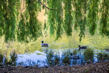 Wild Duck swims on the Berunka River in the Czech Republic Near Karlstejn. Wild Fauna. High quality photo