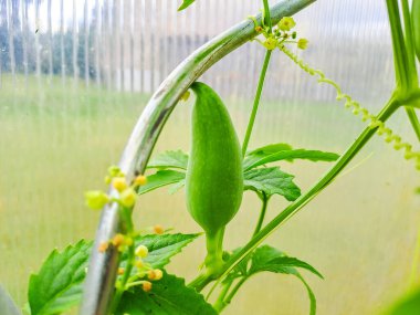 Cyclanthera pedata, yeşil achokchi yapraklarının ve spiral bağların fotoğrafı böylece uzar. Achocha, sağlıklı sebzeler. Yüksek kalite fotoğraf