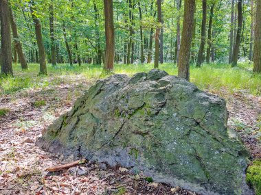 Ön plan olarak gri kahverengi kaya yüzeysel alan derinliğindeki nesne yağmur ormanlarıyla dolu ağaçlar ve yapraklarla bulanık bokeh arka plan olarak odaklanıyor. Yosun ve kuru yapraklı bir taş. Yüksek kalite fotoğraf