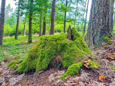 Yeşil yosunlarla çevrili bir ağaç kütüğünde büyüyen iki kükürt mantarı grubu. Yüksek kalite fotoğraf