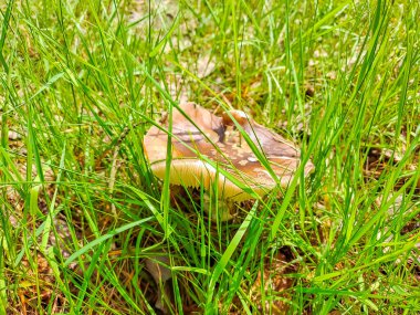 Bahar mevsiminde çimenlerdeki orman mantarlarının güzel yakın çekimi. Bahar Ormanı 'nda yetişen taze mantarlar. Ormanda mantar ve yapraklar. Mantar toplama konsepti. Yüksek kalite fotoğraf