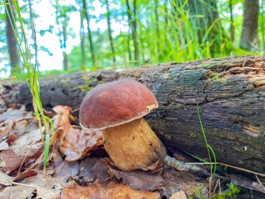 Bahar mevsiminde çimenlerdeki orman mantarlarının güzel yakın çekimi. Bahar Ormanı 'nda yetişen taze mantarlar. Ormanda mantar ve yapraklar. Mantar toplama konsepti. Yüksek kalite fotoğraf