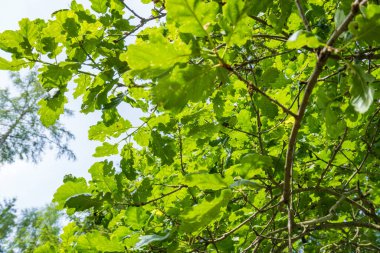 Avustralya 'nın taze meşe ağacı gündüz vakti açık hava bahçesinde. Yüksek kalite fotoğraf