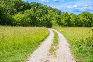 Güneşli yeşil orman boyunca dönen çakıl yolu güneş ışınlarıyla aydınlatılıyor. Yüksek kalite fotoğraf
