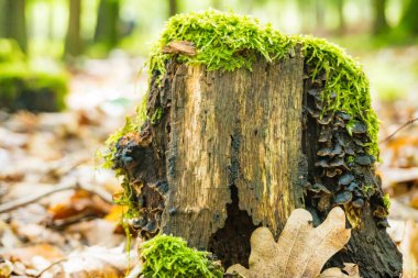 Yeşil yosunlarla çevrili bir ağaç kütüğünde büyüyen iki kükürt mantarı grubu. Yüksek kalite fotoğraf