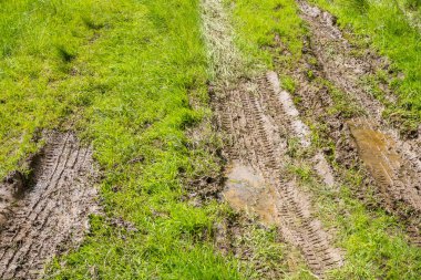 Çek Ormanı 'ndaki kirli kumlu yola yakın çekim. Yüksek kalite fotoğraf