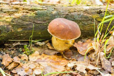 Bahar mevsiminde çimenlerdeki orman mantarlarının güzel yakın çekimi. Bahar Ormanı 'nda yetişen taze mantarlar. Ormanda mantar ve yapraklar. Mantar toplama konsepti. Yüksek kalite fotoğraf
