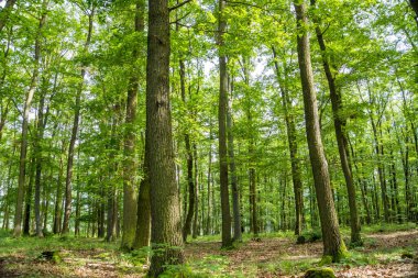 Baharda ağaçların arasından parlayan parlak güneşli güzel bir orman. Yüksek kalite fotoğraf