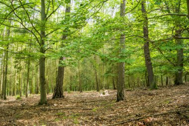 Baharda ağaçların arasından parlayan parlak güneşli güzel bir orman. Yüksek kalite fotoğraf