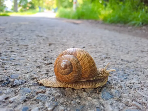 Küçük Roma salyangozu ya da Burgundy salyangozu Helix pomatia. Açık kahverengi kabuklu ve yazın bir tuğla yoldan geçen bir şehir. Yüksek kalite fotoğraf