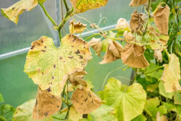 stock image Unhealthy dry vegetable leaves with ripe cucumber due for harvest against green plants growing in nature. High quality photo