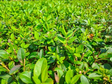 Yazın başında yükselen yapraklarla çit. Yeşil çalı çalıları, yakın plan. Yüksek kalite fotoğraf
