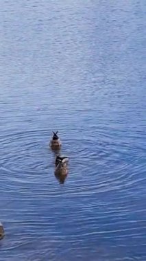Komik ördekler. Üç vahşi ördek alışılmadık bir şekilde suya dalar ve ayaklarıyla üzerinden geçerler. Vahşi yaşamın şaşırtıcı dünyası. Evet. Keyfin yerinde. Yüksek kaliteli FullHD görüntüler