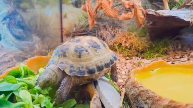 Aldabra kaplumbağası sebze yiyor. Günaydın. Latin Amerikan kaplumbağası yer. Yüksek kaliteli FullHD görüntüler
