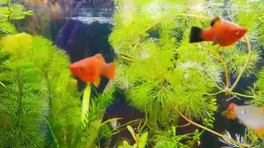 Sualtı Tropikal Mercan Bahçesi. Sualtı tropikal balıkları Amphiprion bicinctus ve deniz şakayıkları. Su altı balık resifi denizcisi. Tropik renkli sualtı deniz manzarası. Resif mercan sahnesi