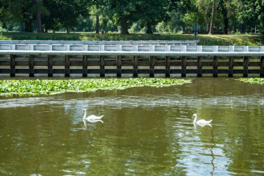 Çek Podebrady 'de Elba nehrinde yüzen iki beyaz kuğu. Yüksek kalite fotoğraf