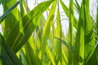 Mısır ve yeşil yaprakların kulakları yakın plan çekimde. Mısır çiftliği. Organik mısır tarlasında seçici bir mısır koçanı resmi. İyi hasat, tarım ve Çek konsepti.