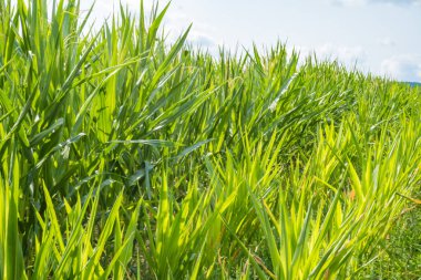 Mısır ve yeşil yaprakların kulakları yakın plan çekimde. Mısır çiftliği. Organik mısır tarlasında seçici bir mısır koçanı resmi. İyi hasat, tarım ve Çek konsepti.