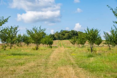 Erik bahçesi, boş, 2024 'te mahsul fiyaskosu, Çek Cumhuriyeti. Yüksek kalite fotoğraf