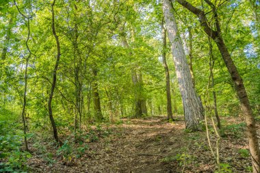 Bir yaz gününün altın sarılışında çam ağaçları uzun gölgeler bırakır. Doğanın aydınlık ve gölgelerle yazılmış bir kaligrafisi. Porcini mantarı olabilir. Yüksek kalite fotoğraf