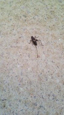 Bir çekirgenin 4k videosu ya da yerdeki Valanga nigricornis break dans gibi hareketlerle yön değiştiriyor. Yüksek kaliteli FullHD görüntüler