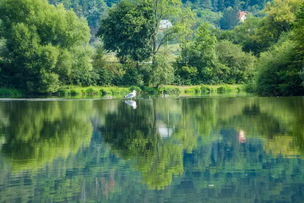 Sammer kuşlarının Berounka nehrinin, ormanın ve dağların güzel manzarası, Çek. Yüksek kalite fotoğraf