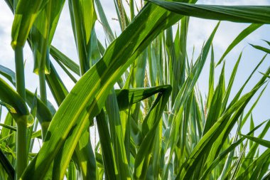 Mısır ve yeşil yaprakların kulakları yakın plan çekimde. Mısır çiftliği. Organik mısır tarlasında seçici bir mısır koçanı resmi. İyi hasat, tarım ve Çek konsepti.