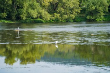 Sammer kuşlarının Berounka nehrinin, ormanın ve dağların güzel manzarası, Çek. Yüksek kalite fotoğraf