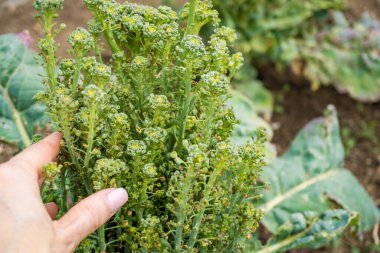 Taze brokoli parlak yeşil ve elde canlı. Bu brokoli hâlâ toprakta büyüyor ve henüz hasat edilmedi. Brokoli, sağlık, beslenme, yeşil, taze, vejetaryen. Yüksek kalite fotoğraf
