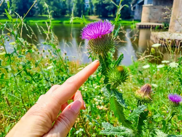 stock image Single cirsium vulgare or the spear thistle, bull thistle, common thistle flower. Close up at blooming prickly thistle pland holding in the female hand. High quality photo