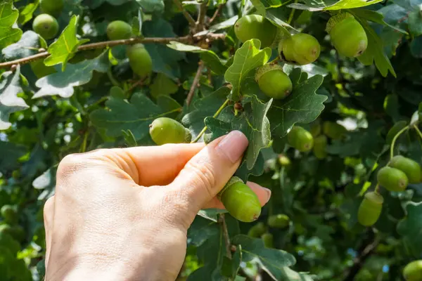 stock image Acorns in hand in oaks in the field that serves as food for different animals: pigs, roe deer, deer ... High quality photo