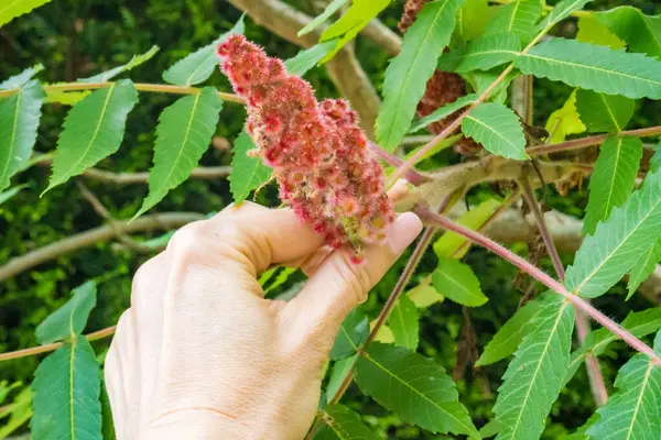 stock image Rhus typhina in summer. Rhus typhina, staghorn sumac, stag sumac, is a species of flowering plant in the Anacardiaceae family. High quality photo