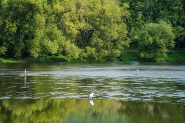 Sammer kuşlarının Berounka nehrinin, ormanın ve dağların güzel manzarası, Çek. Yüksek kalite fotoğraf