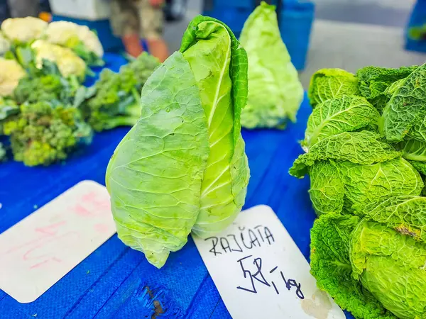 stock image Cone sweetheart ripe green organic cabbage. Cone cabbage for dietary and vegan cuisine. High quality photo