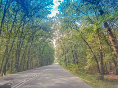 Baharda ormanda yol. Güzel dağ yolu, yeşil yapraklı ağaçlar ve bulutlu gökyüzü. Yazın ormanda boş asfalt yolu olan bir manzara. Seyahat et. Çek malı. Yüksek kalite fotoğraf