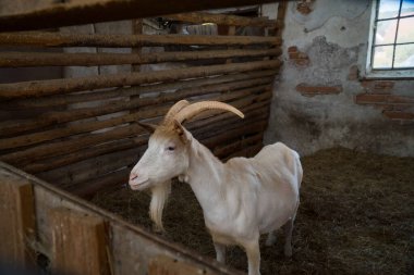 Çiftlikteki beyaz keçiyi kapat, sevimli hayvan duvar kağıdı arka plan konsepti. Çek malı. Yüksek kalite fotoğraf