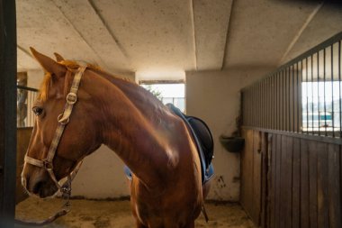 Çiftlikte at sürmek için. At yarışları için hazırlık. Evcil hayvanlar için veteriner bakımı. Tarım. Memeliler besleniyor. Çek malı. Yüksek kalite fotoğraf