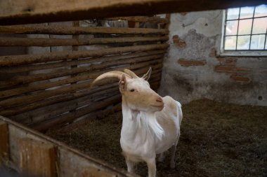 Çiftlikteki beyaz keçiyi kapat, sevimli hayvan duvar kağıdı arka plan konsepti. Çek malı. Yüksek kalite fotoğraf