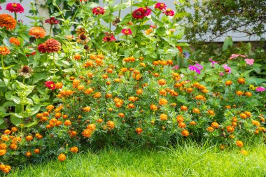 Tagetes patula 'nın parlak turuncu çiçekleri. Sabah Marigold tarlaları. Sarı kadife çiçeği çiftliği. Yüksek kalite fotoğraf