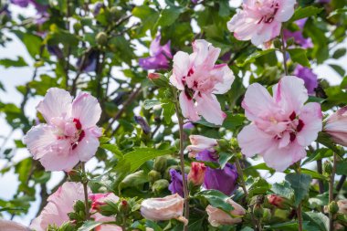 Hibiscus syriacus hibiscus 'un ahududu merkezli beyaz kızılötesi görüntüsü. Yüksek kalite fotoğraf