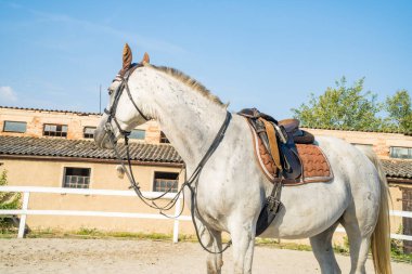 Beyaz benekli at çayırda duruyor. Yürüyüşe çıkmış safkan hamile bir at. Çiftlikte at sürmek için. Tarım. Memeliler besleniyor. Çek malı. Yüksek kalite fotoğraf