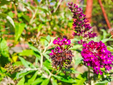 Yabanarısı çalıların üzerinde oturuyor, Buddleja Daviddi.Mor çiçek. Çek malı. Yüksek kalite fotoğraf