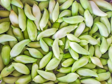 fresh achocha, closeup. Cyclanthera Pedatos - Edible Organic Caigua Vegetables. High quality photo clipart